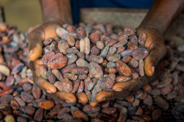 Cocoa beans - Image 2