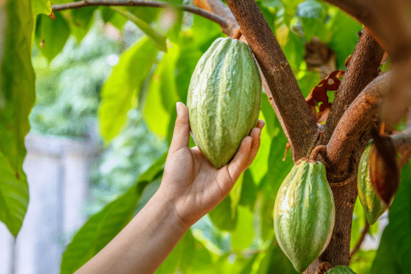 Cocoa beans